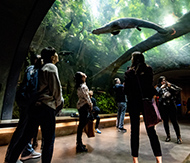 People at an aquarium looking up at an animal swimming overhead